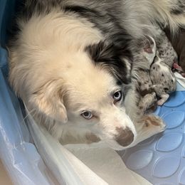 Edith Anne - Miniature Australian Shepherd