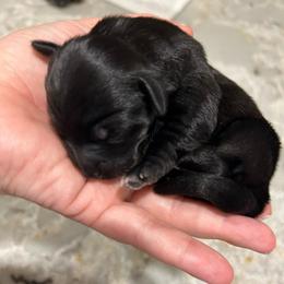 Black Female 2 - Black female Yorkipoo puppy in Topeka, Kansas from Bayless Yorkiepoos