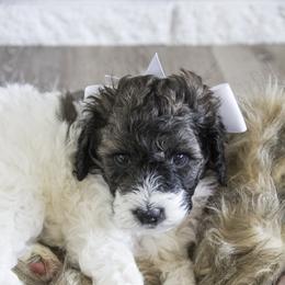 Assorted Doodle Crosses, Bernedoodle, Double Doodle, Goldendoodle, Labradoodle, and Whoodle Puppies from Our Little Farm Life Doodles