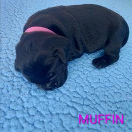 Muffin (Pink Collar) - Black female Labrador Retriever puppy in Prince George, Virginia from Kingdom Kenelz Labradors