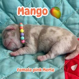 Mango - Champagne female Dilute Retriever puppy in Sequim, Washington from PGK PUGS