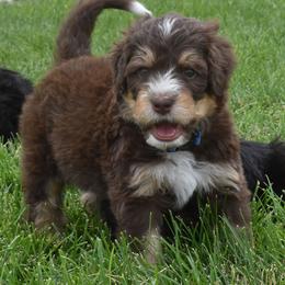 Blue Collar Boy - Brown male Bernedoodle puppy in Ogden, Utah from Salty Point Doodles