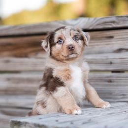 Nala - Red merle Australian Shepherd puppy in Nashville, North Carolina from Ethan's Aussies