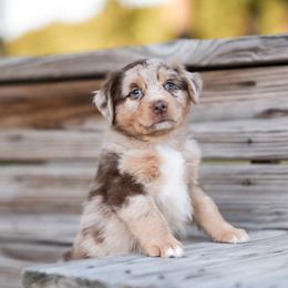 Nala - Red merle Australian Shepherd puppy in Nashville, North Carolina from Ethan's Aussies