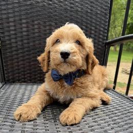 Black Collar Boy - Red male Double Doodle puppy in Clarks Hill, South Carolina from Rosie’s Double Doodles