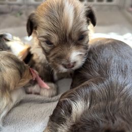 Teddy - Fawn sable male Havanese puppy in Weston, Wisconsin from Tzedek Farm