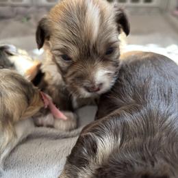 Teddy - Fawn sable male Havanese puppy in Weston, Wisconsin from Tzedek Farm