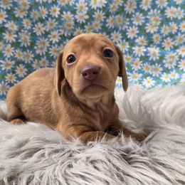 Stag - Dapple male Dachshund puppy in Grant, Michigan from Low Down Dashchuand