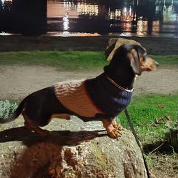 Elvis - Dachshund