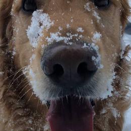 Golden Retrievers from Tammi Sinosky's Golden Retrievers