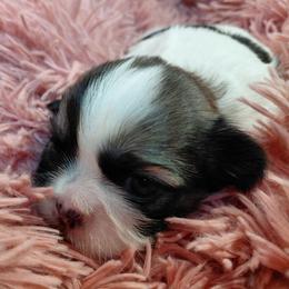 (We will call her by your name of choice) - Brindle and white female Shih Tzu puppy in Glenmont, Ohio from Reed Ranch Shih-tzus