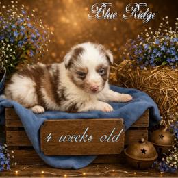 Woodford - Red merle male Australian Shepherd puppy in Albany, Kentucky from Blue Ridge