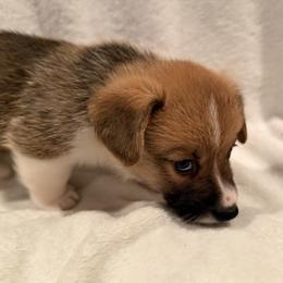 Pembroke Welsh Corgi Puppies from Pordr Corgis