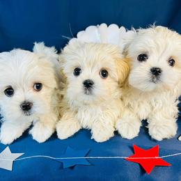 Biewer Terrier, Maltese, and Morkie Puppies from Jenn’s Georgia Morkies and Biewer Terriers
