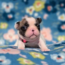 Poppy Lee - Fawn and white female French Bulldog puppy in Polk City, Florida from Best Friend Frenchies, LLC