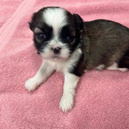 Brindle parti female - Brindle and white female Shih Tzu puppy in Hibbing, Minnesota from Iron Range Shih Tzu and Puppies