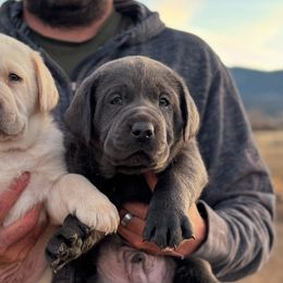 Dilute Retrievers from Bitterbrush Farm & Apiary