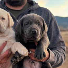 Dilute Retrievers from Bitterbrush Farm & Apiary