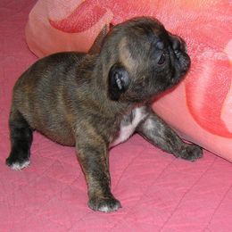French Bulldog Puppies from BellaLuna Bulldogs