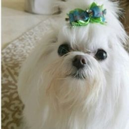 Maltese from Miller's Maltese Puppies