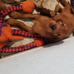 Irish Setter Puppies from Kilkieran Kennels and farm