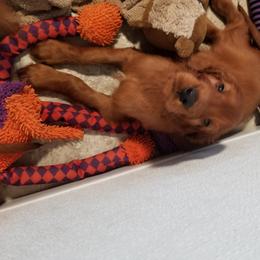 Irish Setter Puppies from Kilkieran Kennels and farm