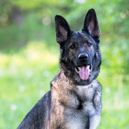 German Shepherds from Brighton Shepherds