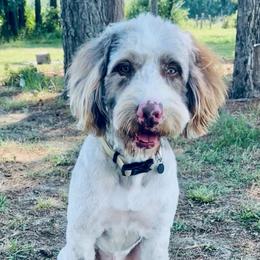 Aussiedoodles, Goldendoodles, Labradoodles, and Poodles from Magnolia State Poodles and Doodles