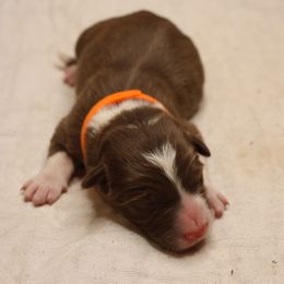 Orange Collar - Red male Border Collie puppy in Courtland, Alabama from C Bar C Ranch Border Collies
