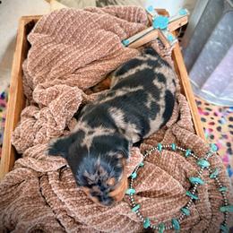 Dachshund Puppies from GE Miniature Dachshunds
