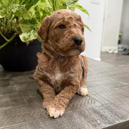 Grey - Apricot male Goldendoodle puppy in Bakersfield, California from Lavish Doodles