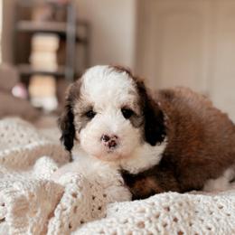 Acadia, Girl - Sable female Bernedoodle puppy in Maricopa, Arizona from Desert Ridge Doodles