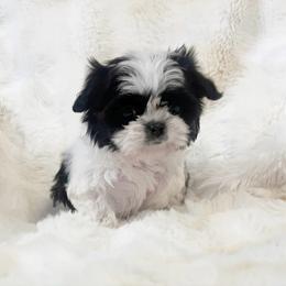 AKC Little Bean - Black and white male Shih Tzu puppy in Greenville, South Carolina from Babyface Shih Tzu