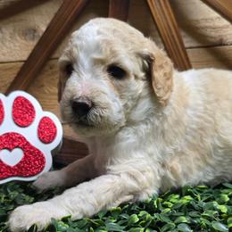 Blue collar - Parti female Poodle puppy in Spring Branch, Texas from Bear Hills kennel