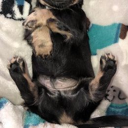 Dachshunds from Missy’s Mini Dachshunds