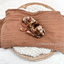 Miniature Australian Shepherd and Toy Australian Shepherd Puppies from Outland Toy & Mini Aussies