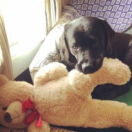 Labrador Retriever Puppies from Outside Labrador Retrievers