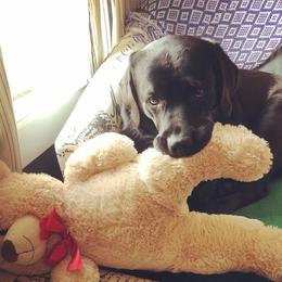 Labrador Retriever Puppies from Outside Labrador Retrievers