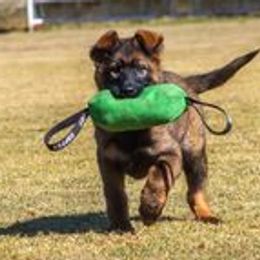 German Shepherd Puppies from vom Grenze Stadt German Shepherd Dogs