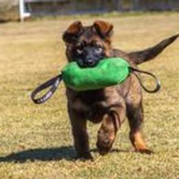 German Shepherd Puppies from vom Grenze Stadt German Shepherd Dogs