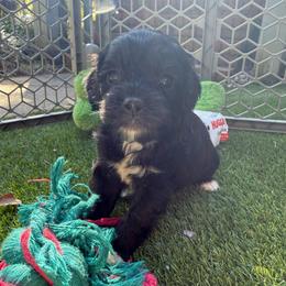 Peeta - Black and white male Cockapoo puppy in Williamston, South Carolina from Sassy Bob’s Dogs