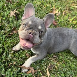 Lilac Pebbles - Blue female French Bulldog puppy in Pinehurst, Texas from Frenchies A La Mode