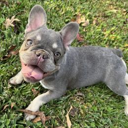 Lilac Pebbles - Blue female French Bulldog puppy in Pinehurst, Texas from Frenchies A La Mode