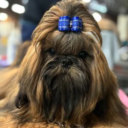 Shih Tzu Puppies from Alki Stars Shih Tzu