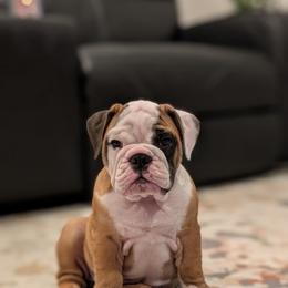 Bulldog puppies from K & K Little Blessings