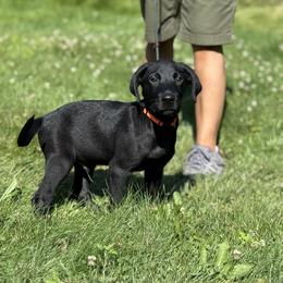 Ramparts of Lucca - Black male Labrador Retriever puppy in Richmond, Maine from King K9 Academy
