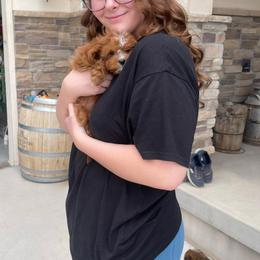Bernedoodle, Cavapoo, and Goldendoodle Puppies from Blackberry Farm Puppies