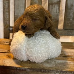 Black Collar Standard Poodle - Red  male Poodle puppy in Murrayville, Georgia from Spoiled Rotten Kennels