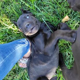 Cane Corso Puppies from JSM Corsos