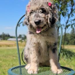 Esther - Merle female Saint Berdoodle puppy in Battle Ground, Washington from Mad Hatter Farms Saint Berdoodles